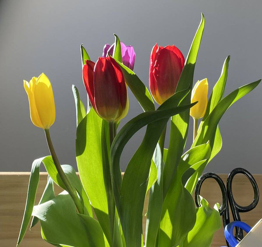 Spring Tulips Spring Tulips