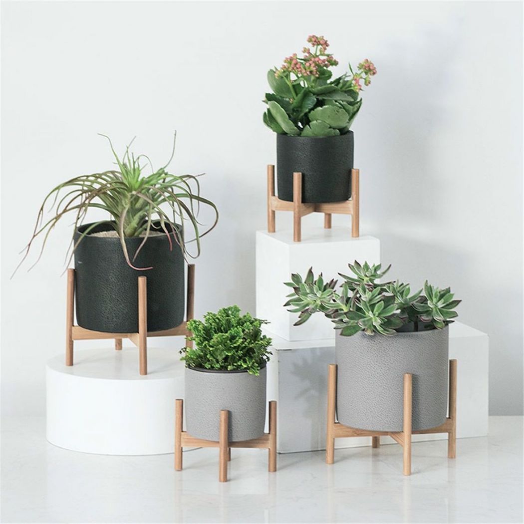 Architectural Indoor Plants Architectural Indoor Plants