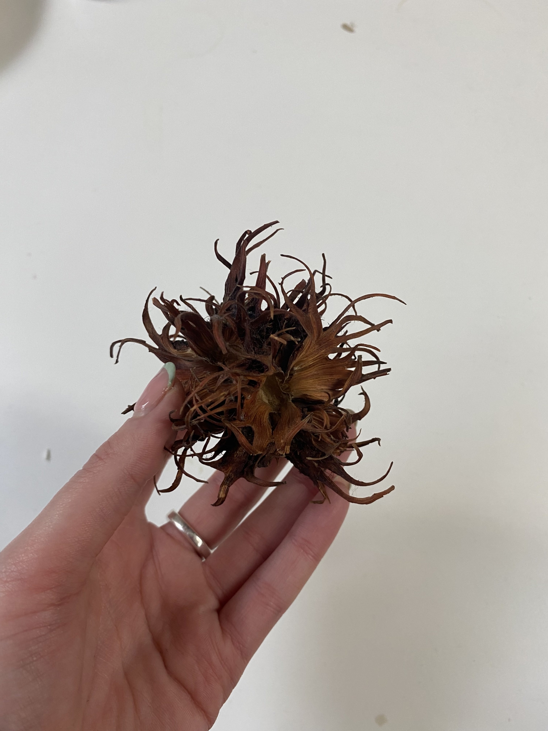 The Urchin Inspo - prickly little guy! The Urchin Inspo - prickly little guy!